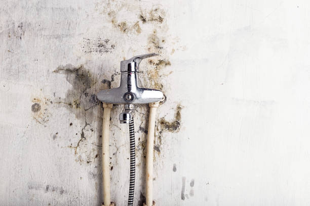 Best Mold Cleaning Services  in Selma, AL