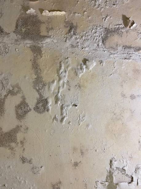Best Residential Mold Removal  in Selma, AL
