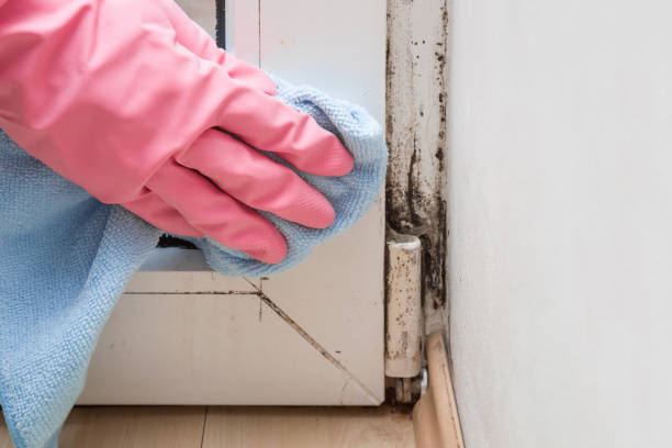 Best Mold Damage Repair  in Selma, AL